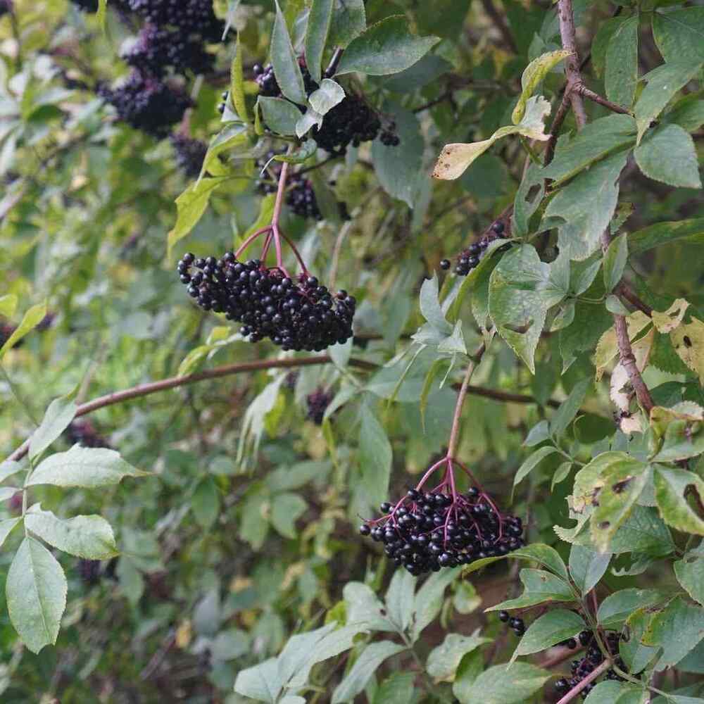 Elderberry hardy shrubs for Indiana climate