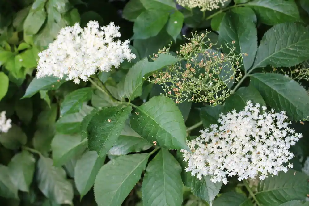 Elderberry
