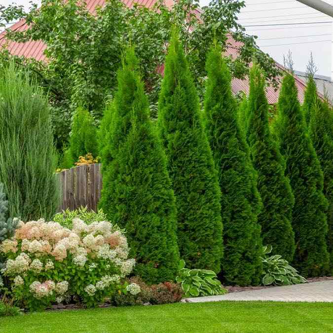 Emerald Green Arborvitae, credit-flowerworldusa