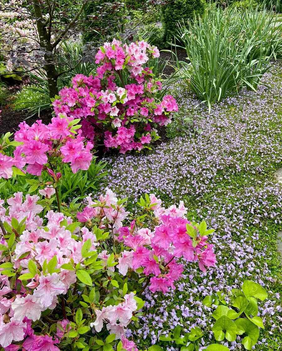 Encore Azaleas for humid Arkansas summers
