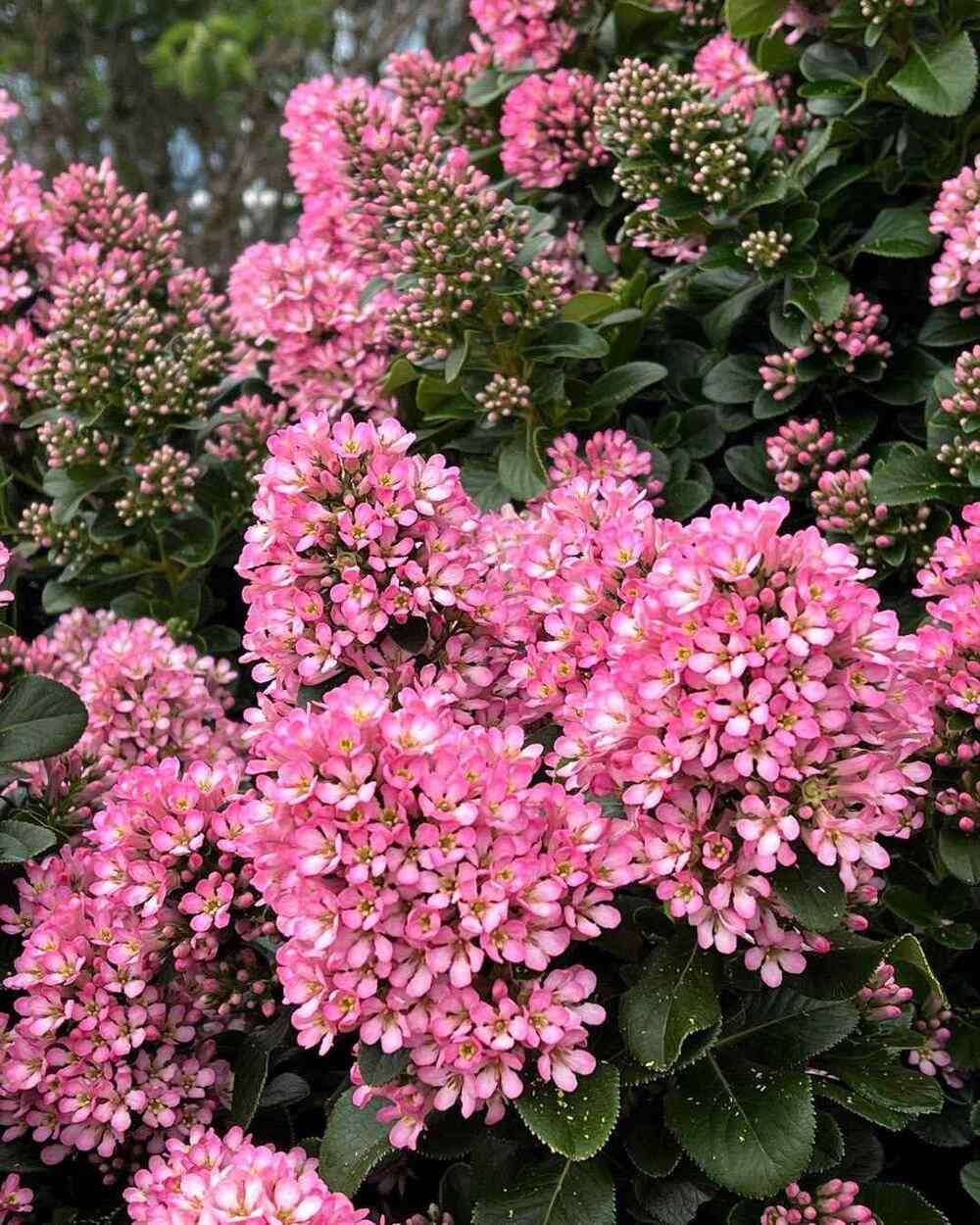 Escallonia, credit-plantsmanagementaustralia