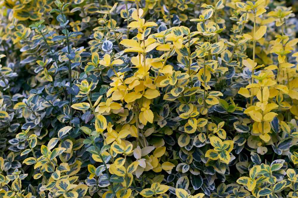 Euonymus