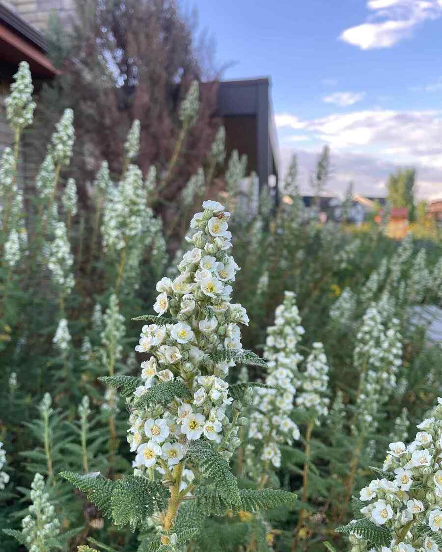 Fernbush for Utah gardens and yards