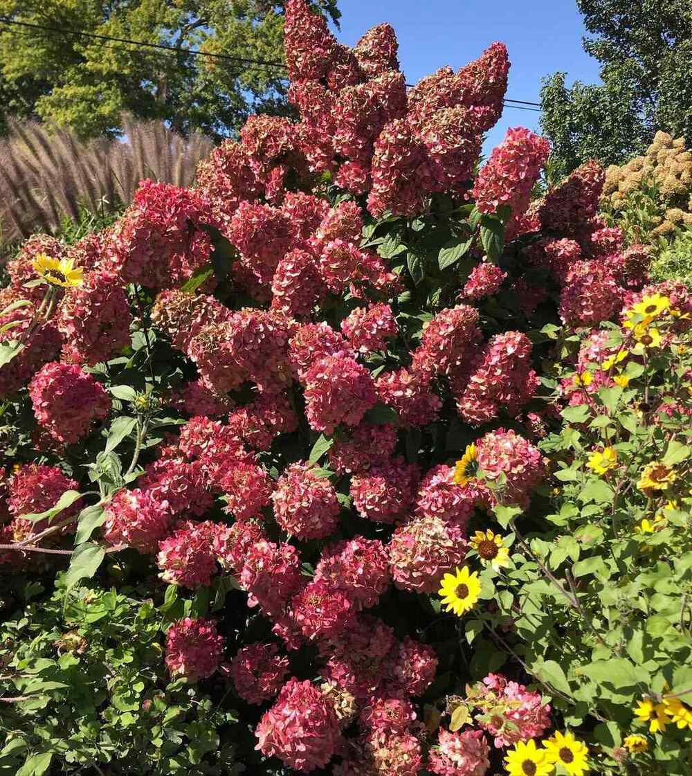 Fire Light Panicle Hydrangea, credit-gardenersuesnews