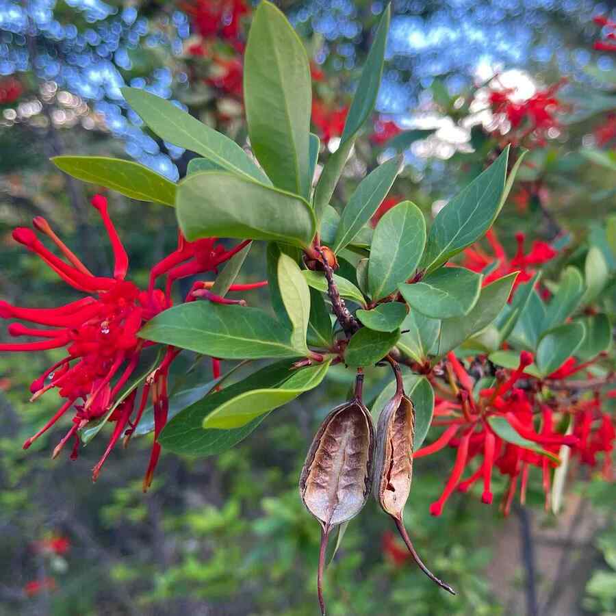 Firebush a native or Florida-adapted landscape shrub