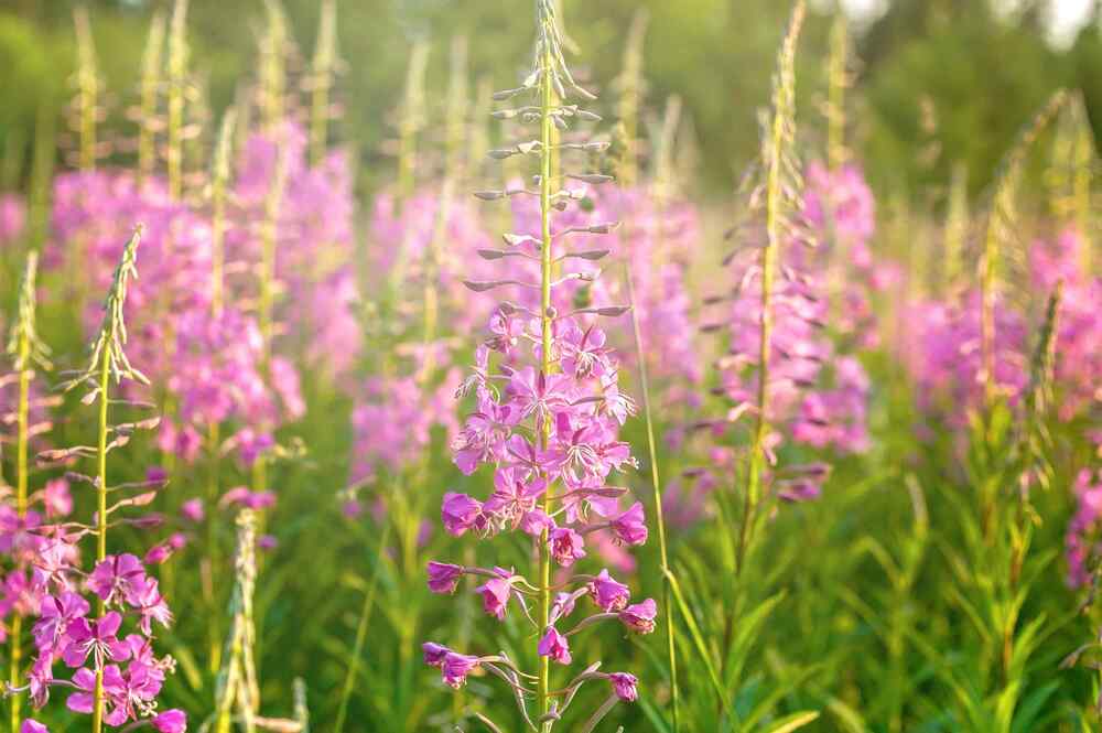 Fireweed