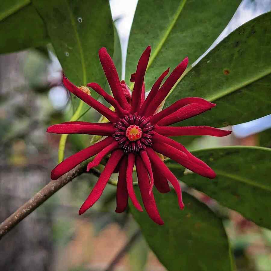 Florida Anise an evergreen shrub that grows well in Florida