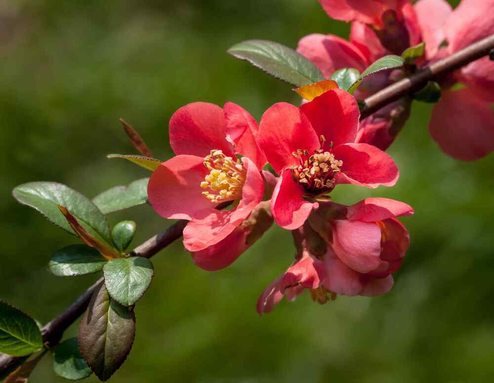 Flowering Quince