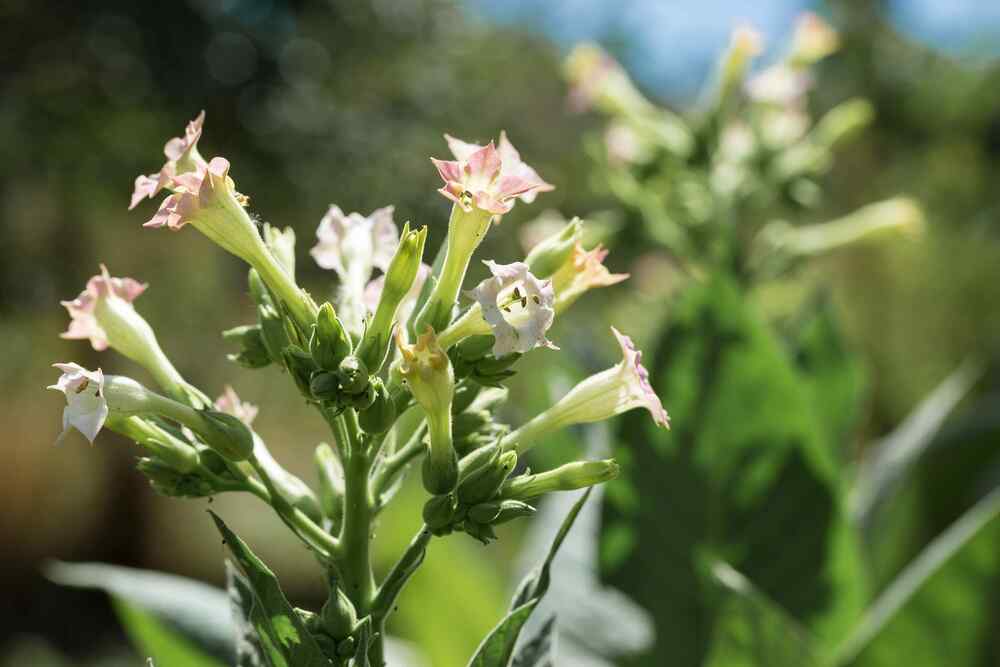Flowering Tobacco