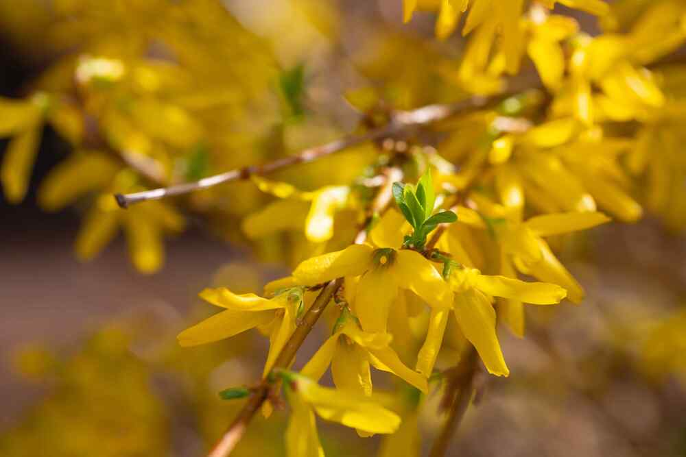 Forsythia