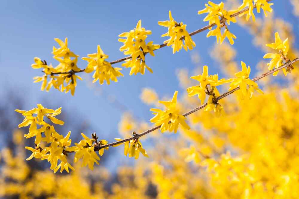 Forsythia