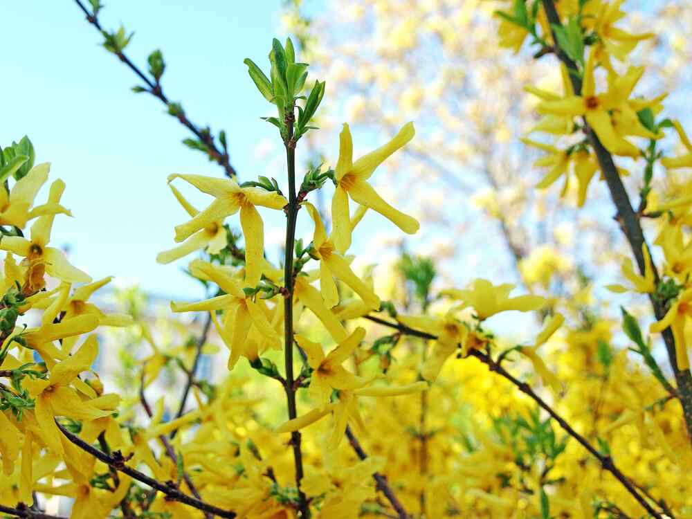 Forsythia