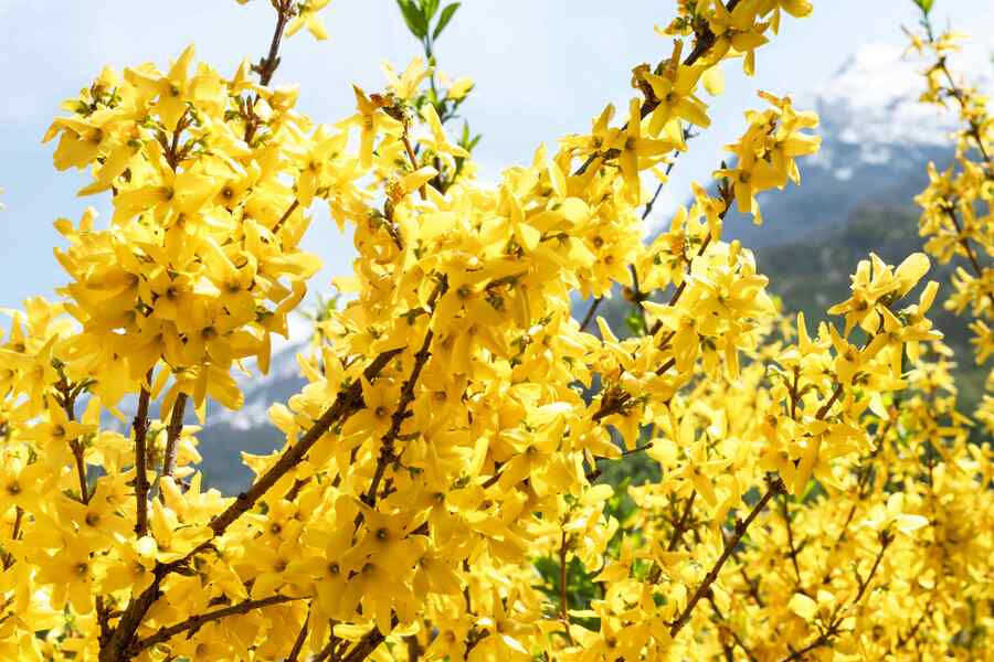 Forsythia