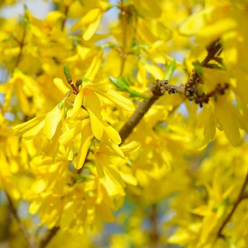 Forsythia hardy shrubs for South Dakota winters