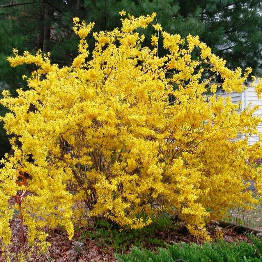 Forsythia native shrubs for Tennessee yards