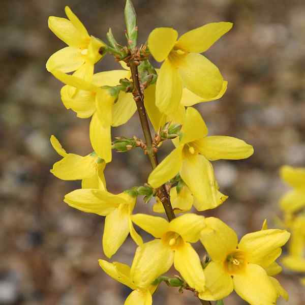 Forsythia