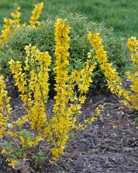 Forsythia, credit-farmerbaileyplugs