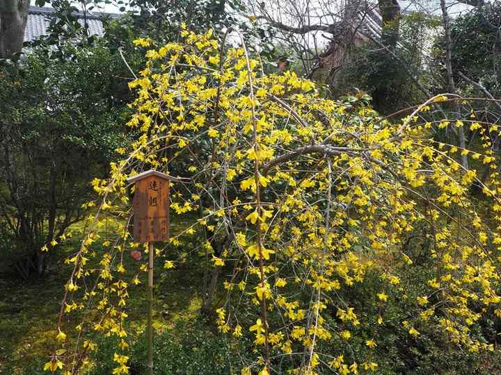 Forsythia, credit-gardendesignmag