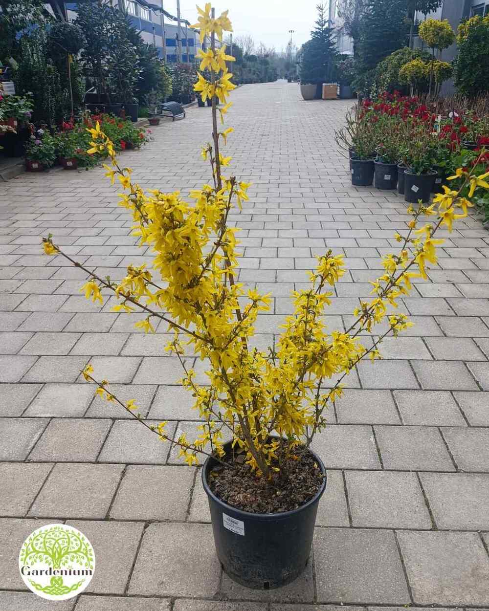 Forsythia credit-gardenium_ns