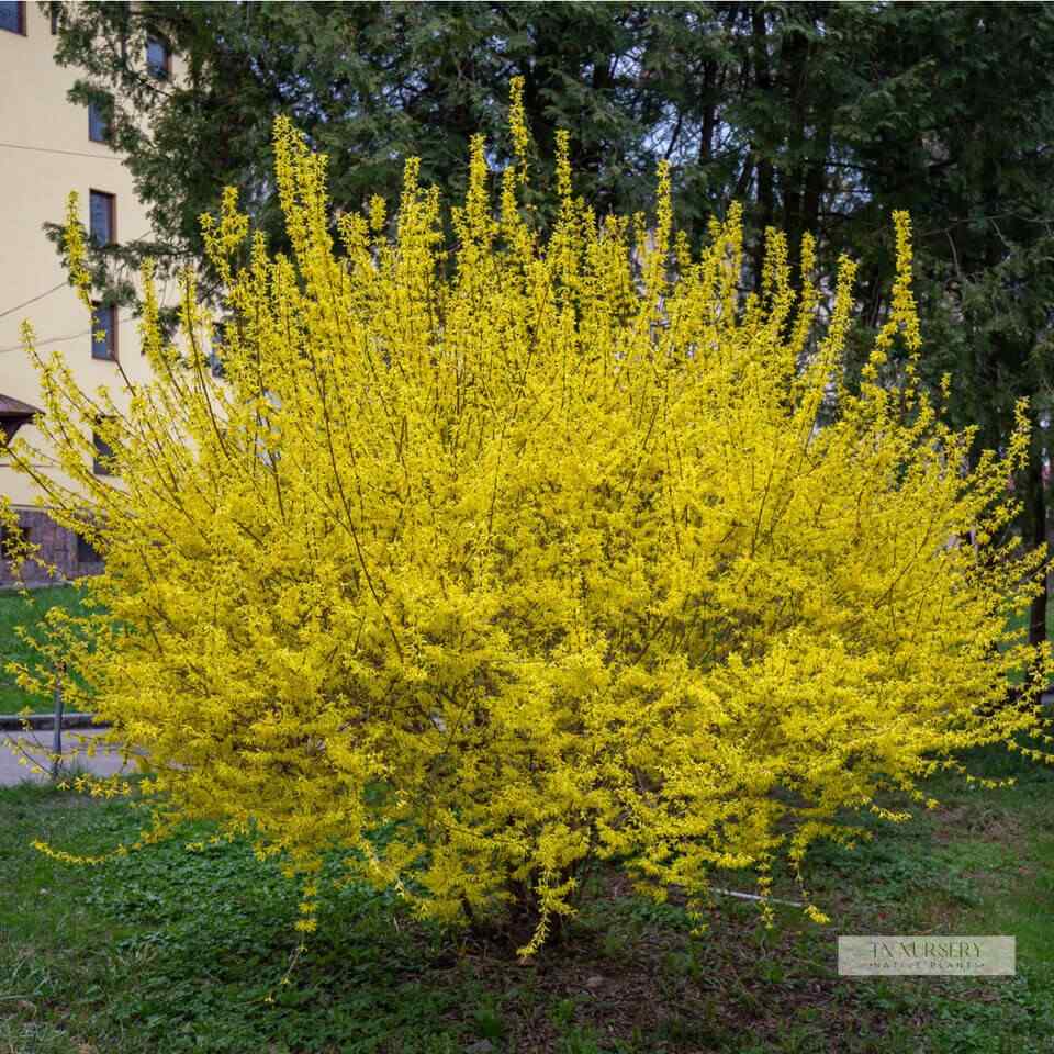 Forsythia, credit-tnnursery