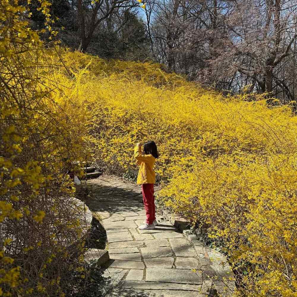 Forsythia, credit-visitwashingtondc