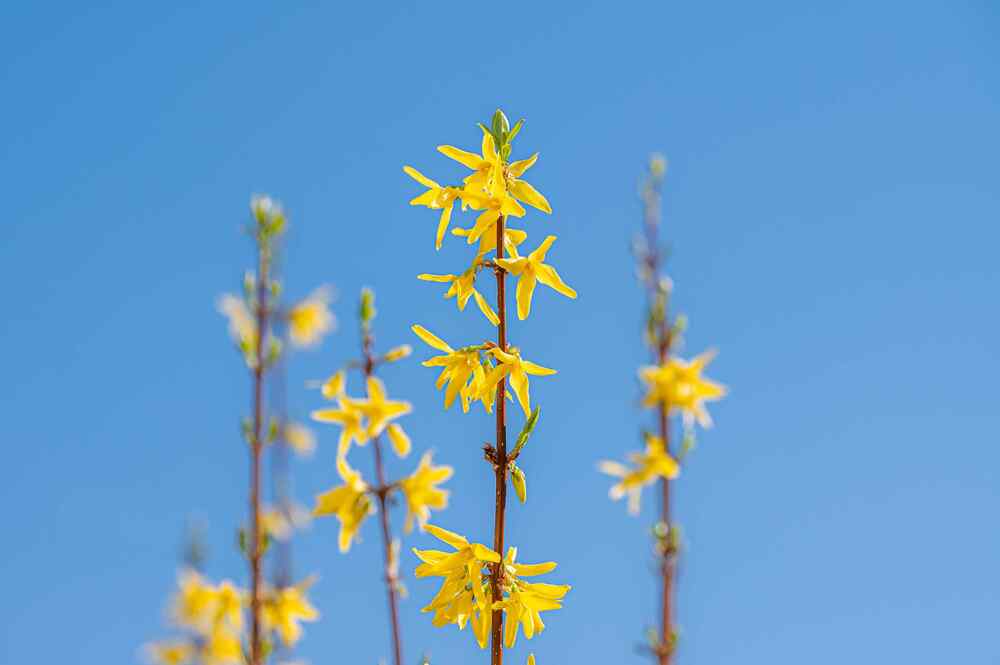 Forsythia