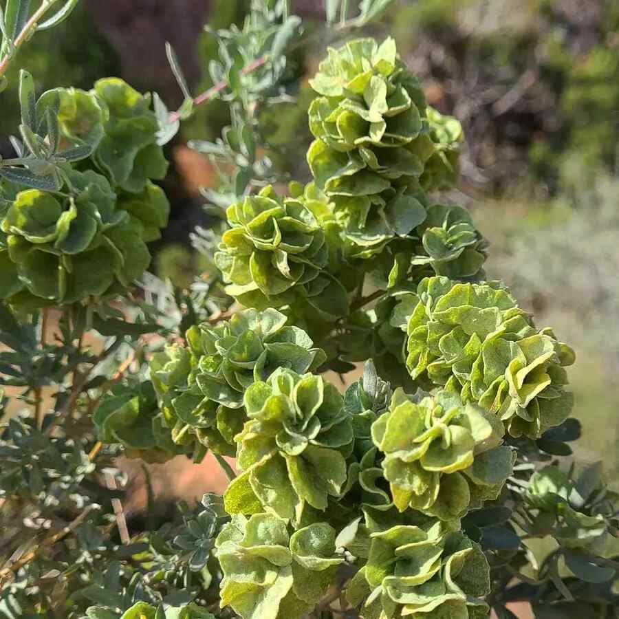 Four-Wing Saltbush, credit-edquest18 for Best Shrubs for Nevada Yards