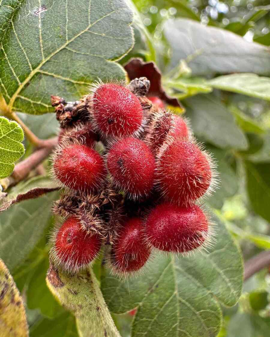 Fragrant Sumac credit-drew_granville_