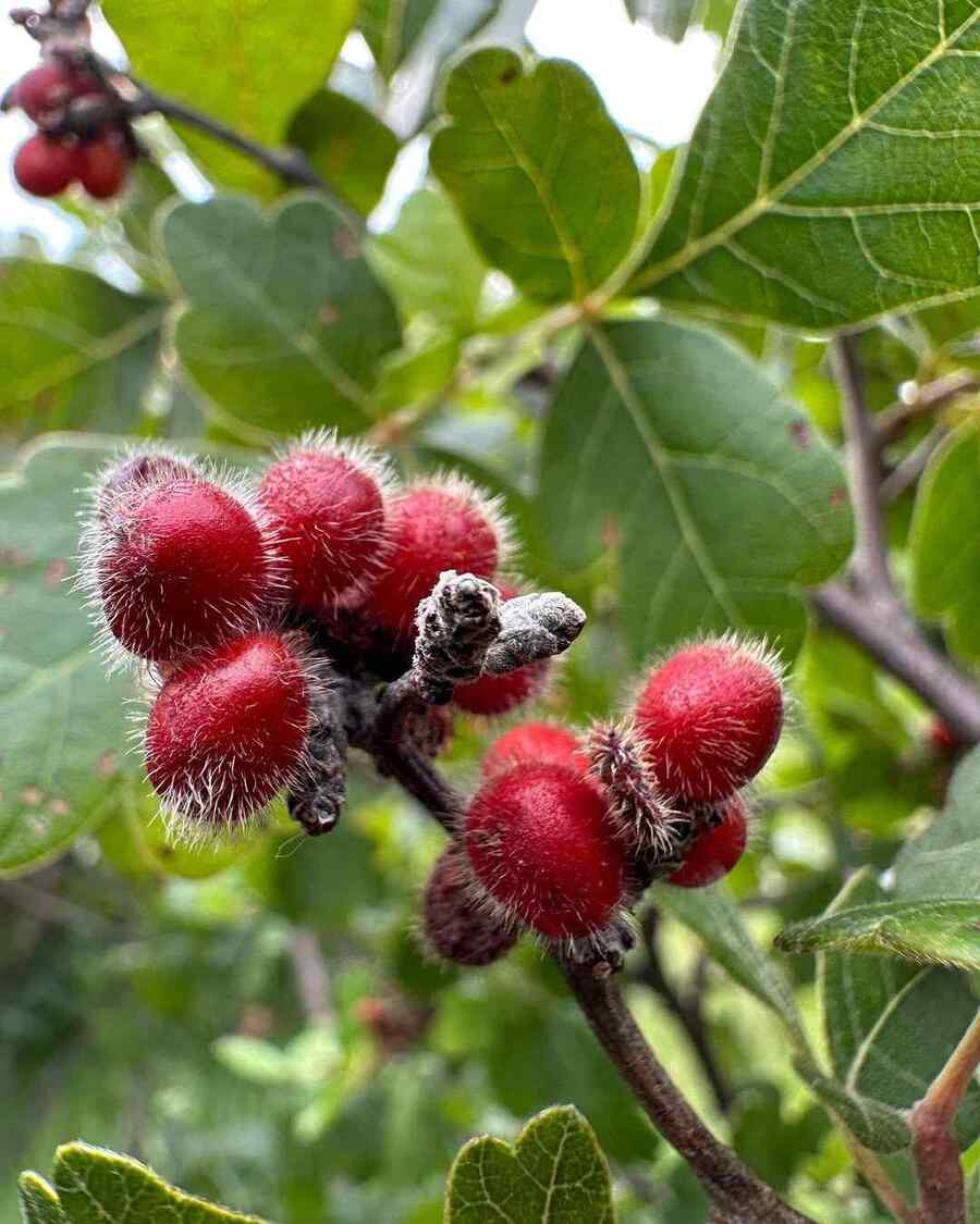 Fragrant Sumac, credit-drew_granville_ with Shrubs for Nebraska