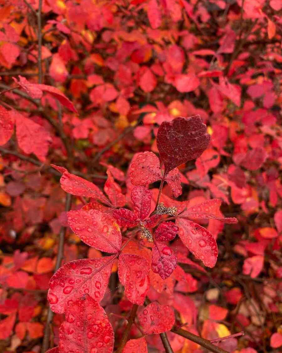 Fragrant Sumac, credit-mark.tizzoni