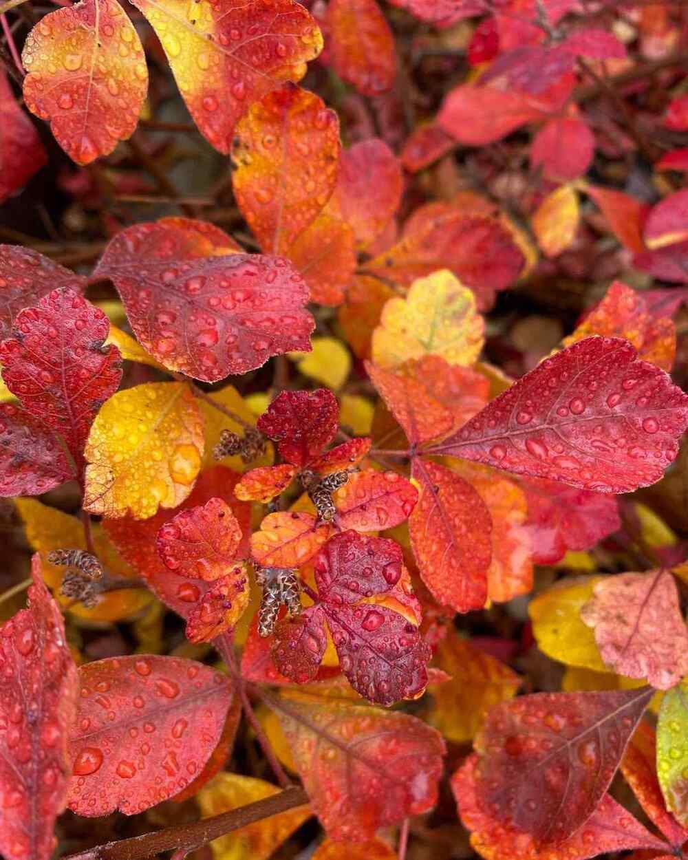 Fragrant Sumac shrubs that grow well in Indiana