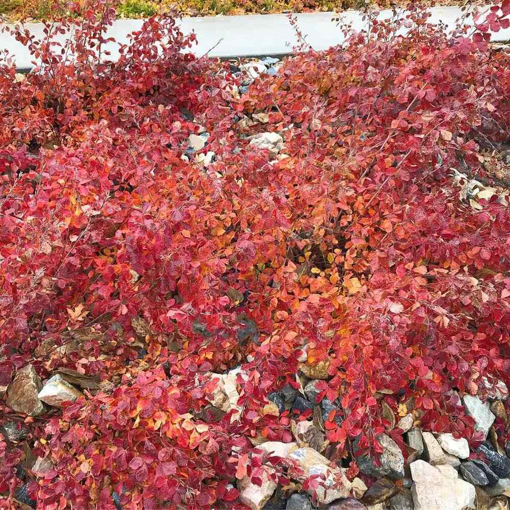 Fragrant Sumac, credit-quietpoppydesigns