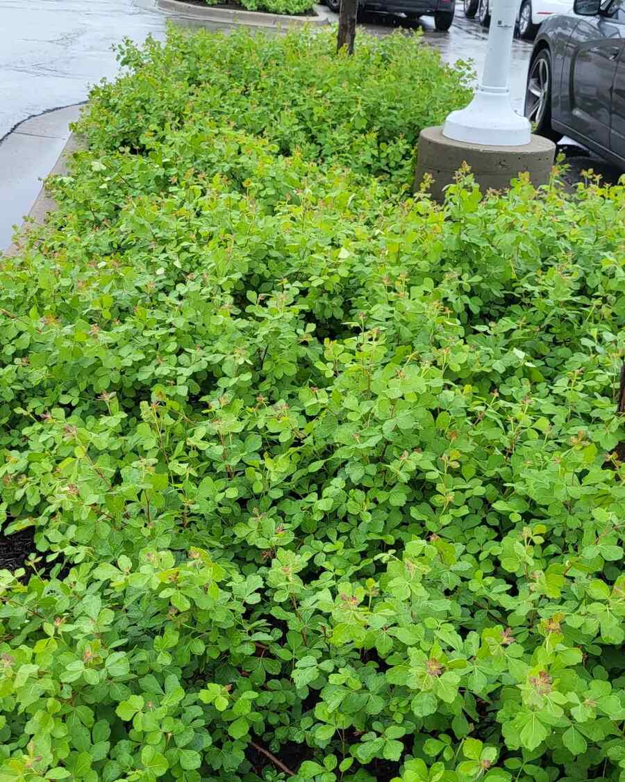 Fragrant Sumac credit-snakemandan