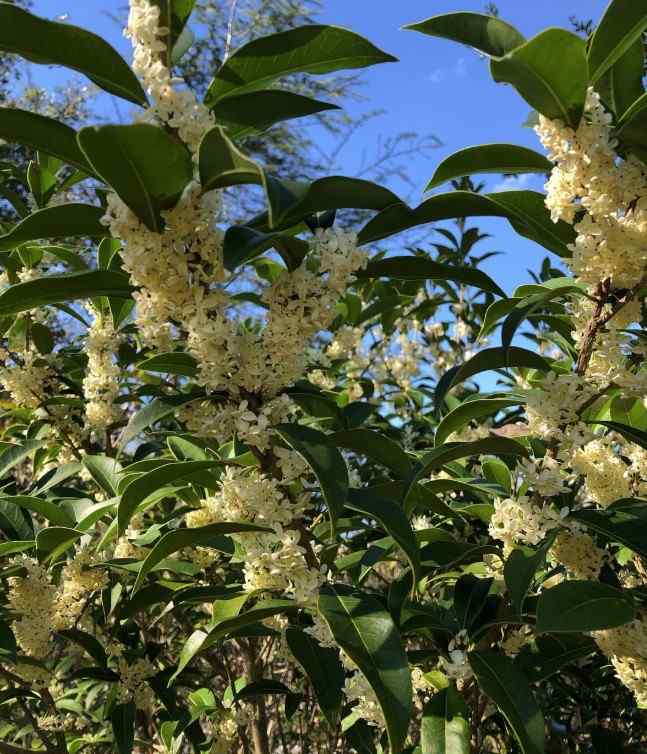 Fragrant Tea Olive, credit-brietheplantlady