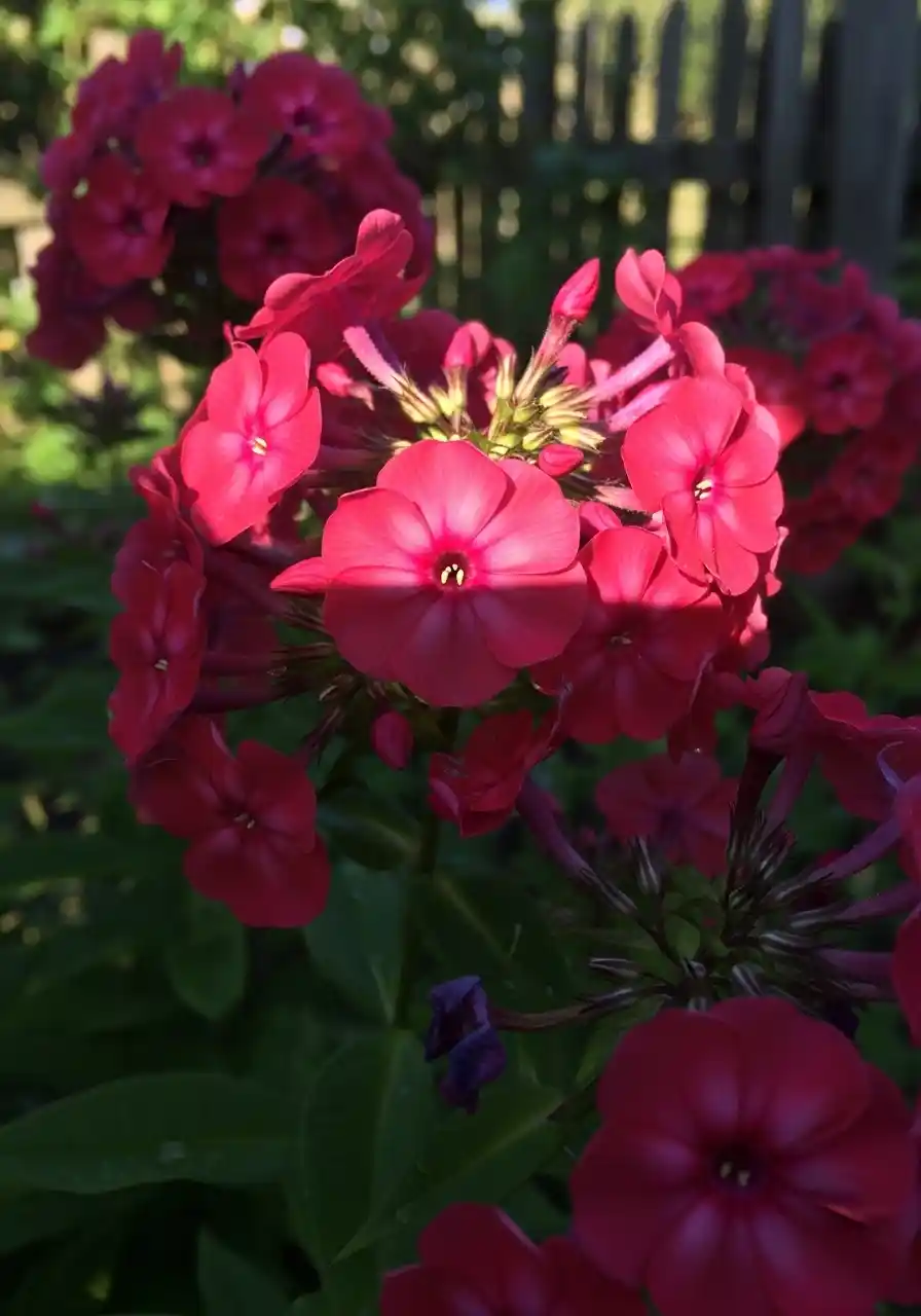 Garden Phlox (red varieties)