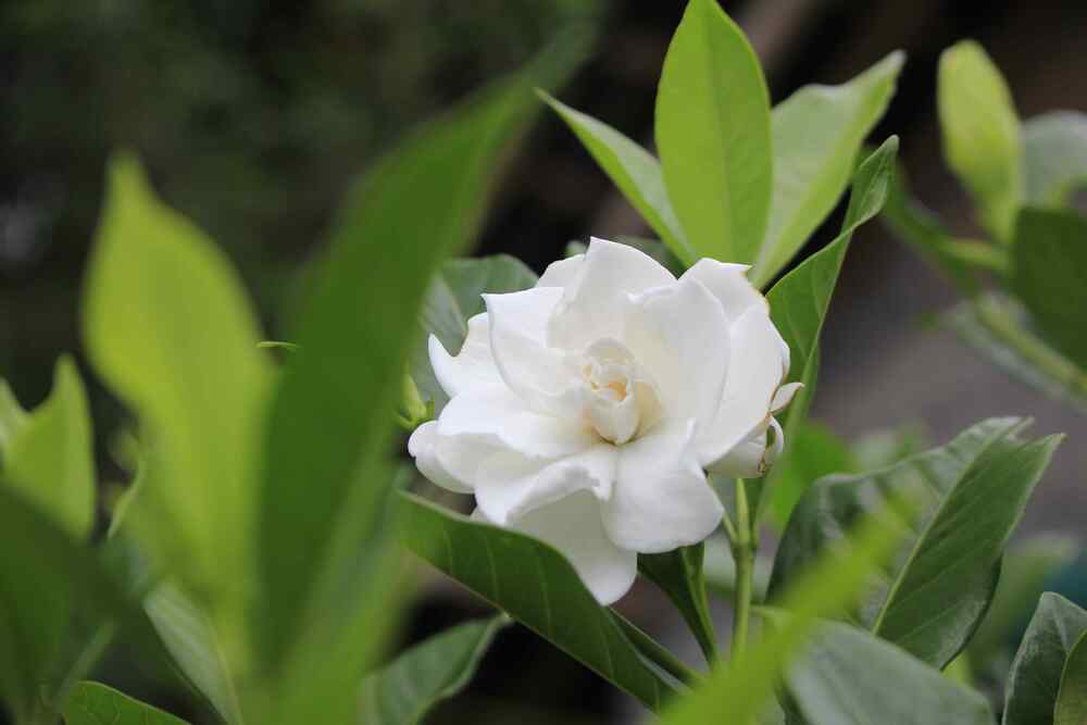 Gardenia
