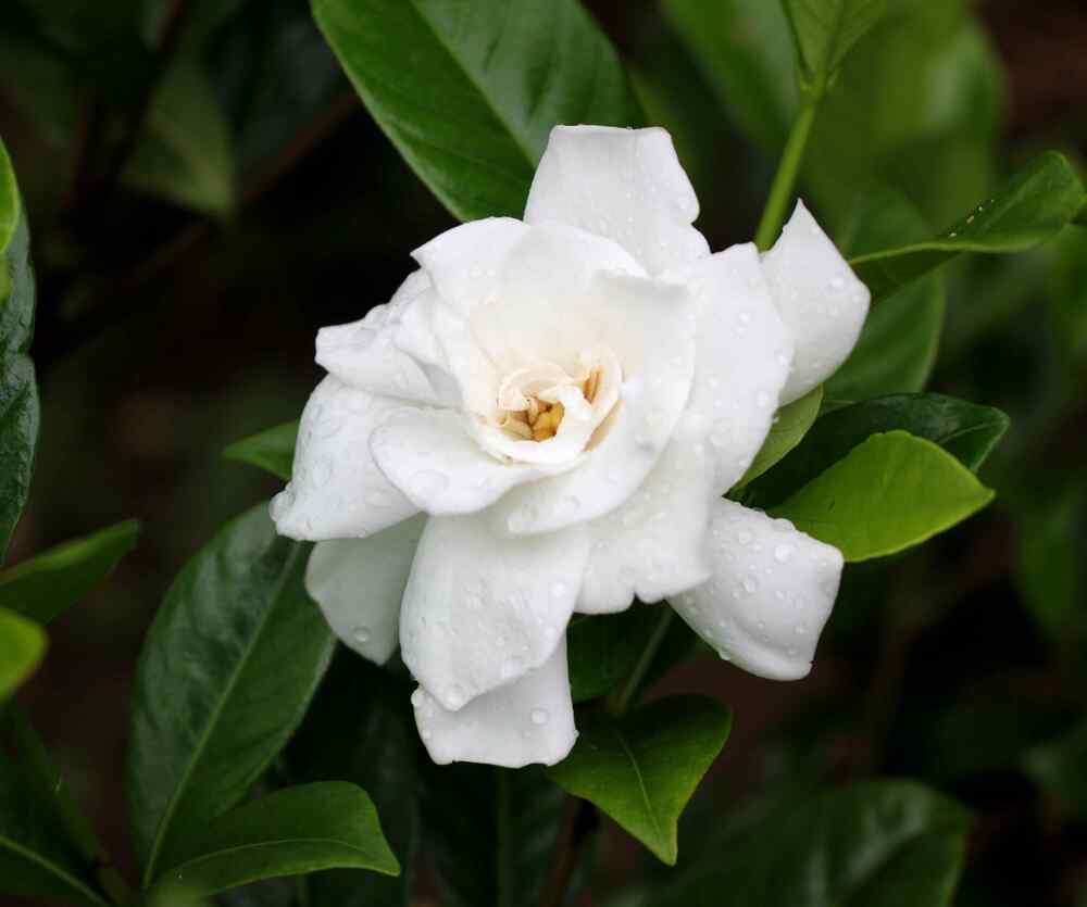 Gardenia