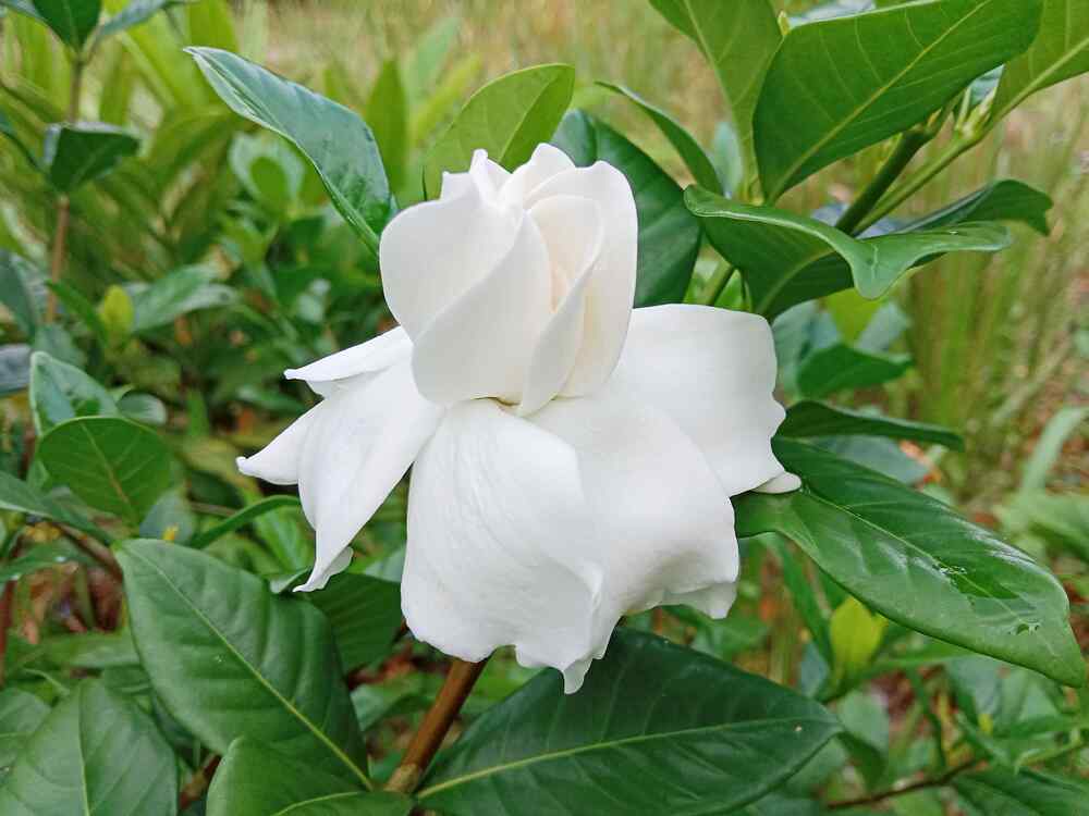 Gardenia ideal for Hawaii landscaping (low maintenance)