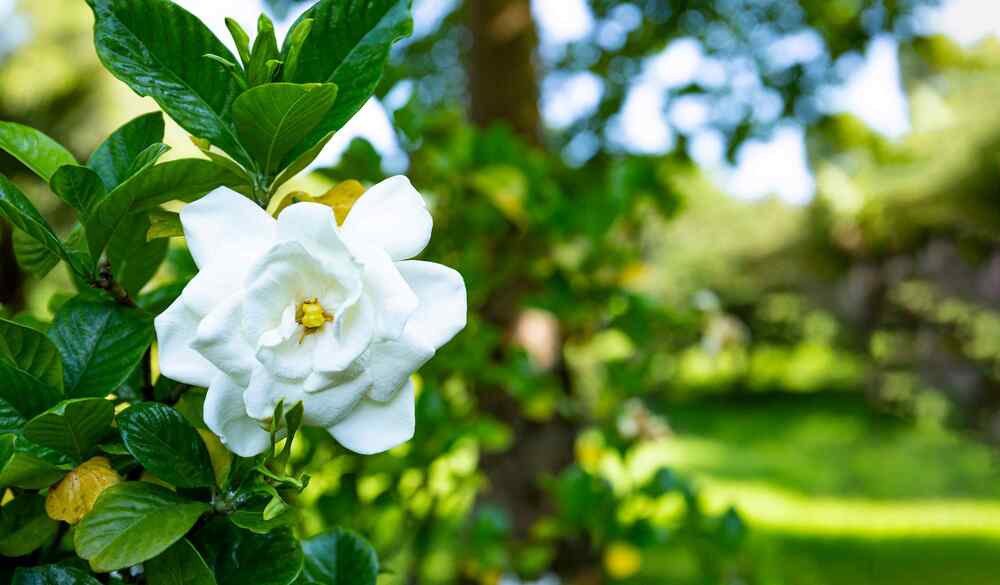 Gardenia for Louisiana Zone 8–9 climates