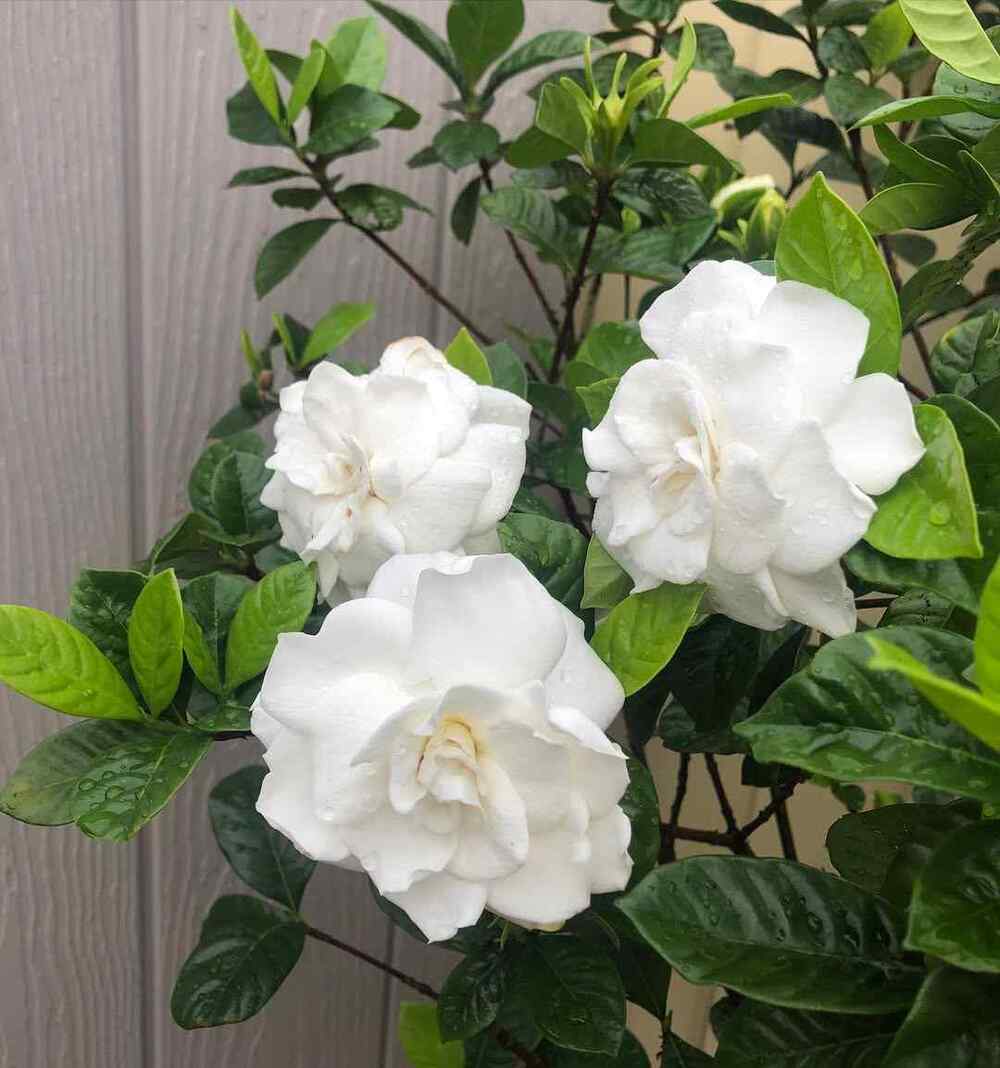 Gardenia, credit-116charm