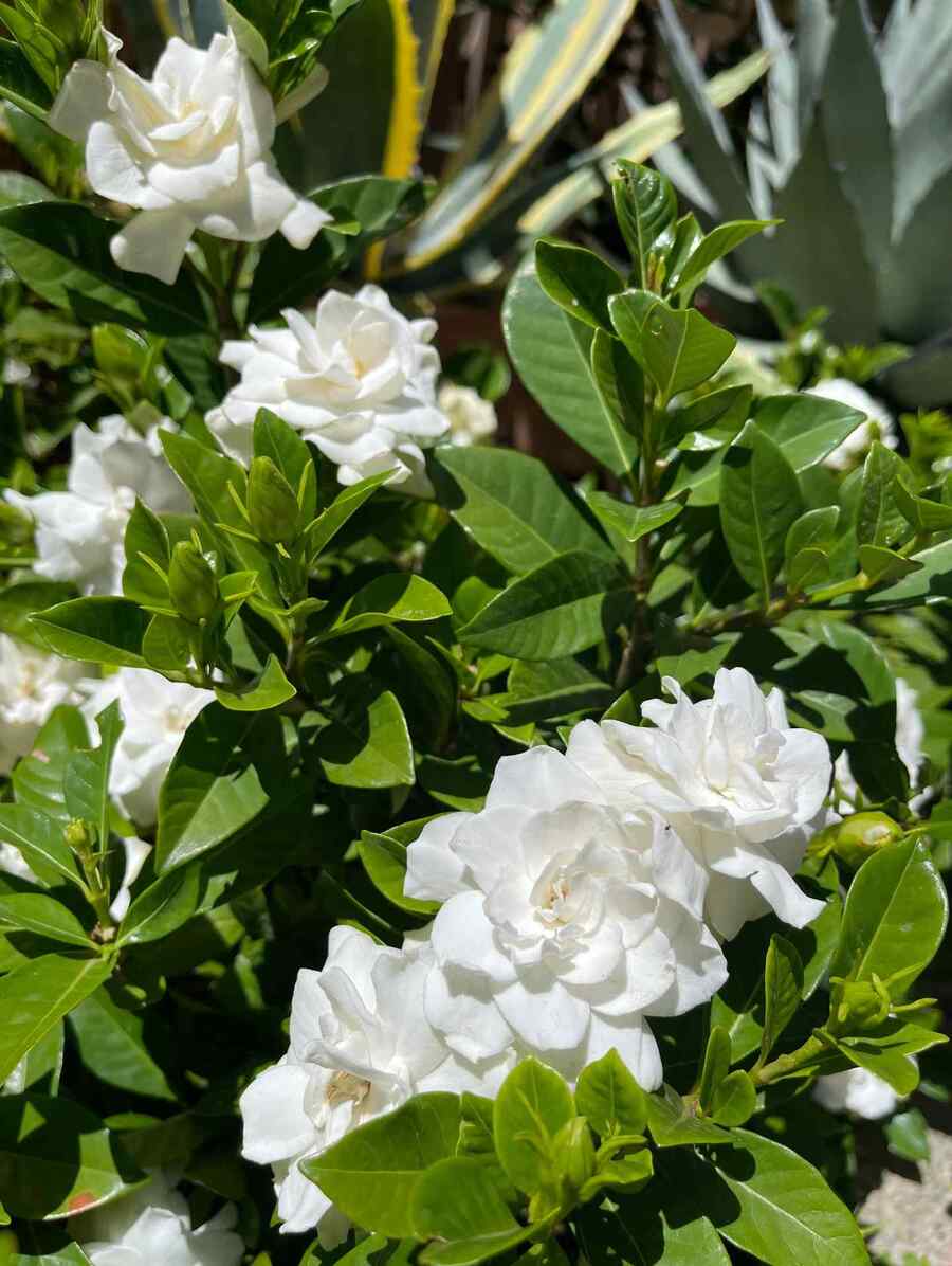 Gardenia a low-maintenance shrub suited to Florida landscapes