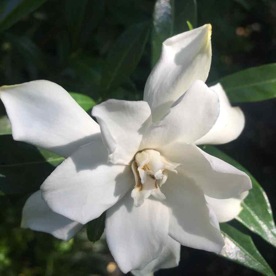 Gardenia for Alabama gardens and yards