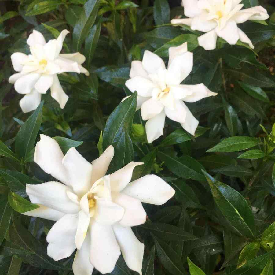 Gardenia ‘Frostproof’ for Georgia-friendly landscaping