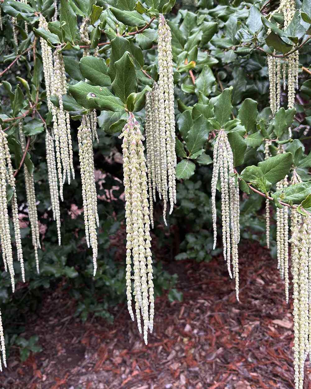 Garrya elliptica, credit-ucbgarden