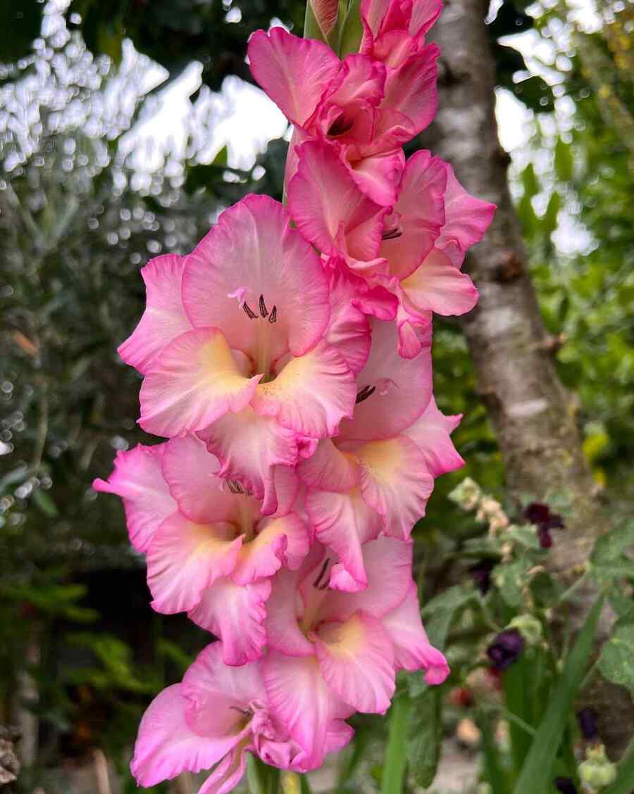 Gladiolus