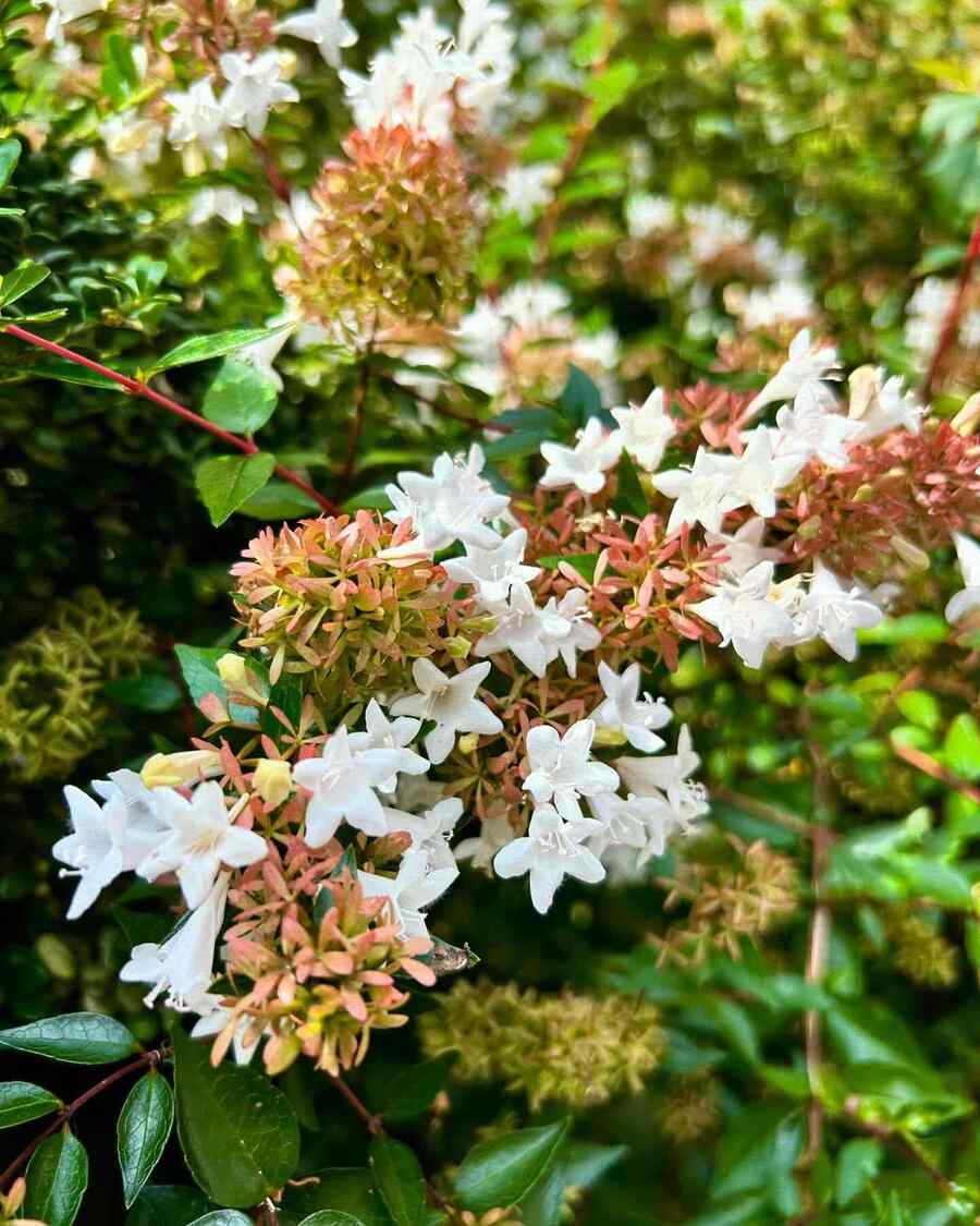 Abelia