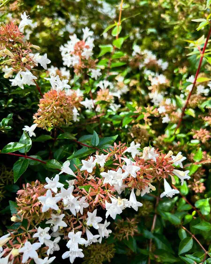 Glossy Abelia credit-b.longyi