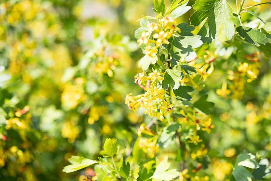 Golden Currant
