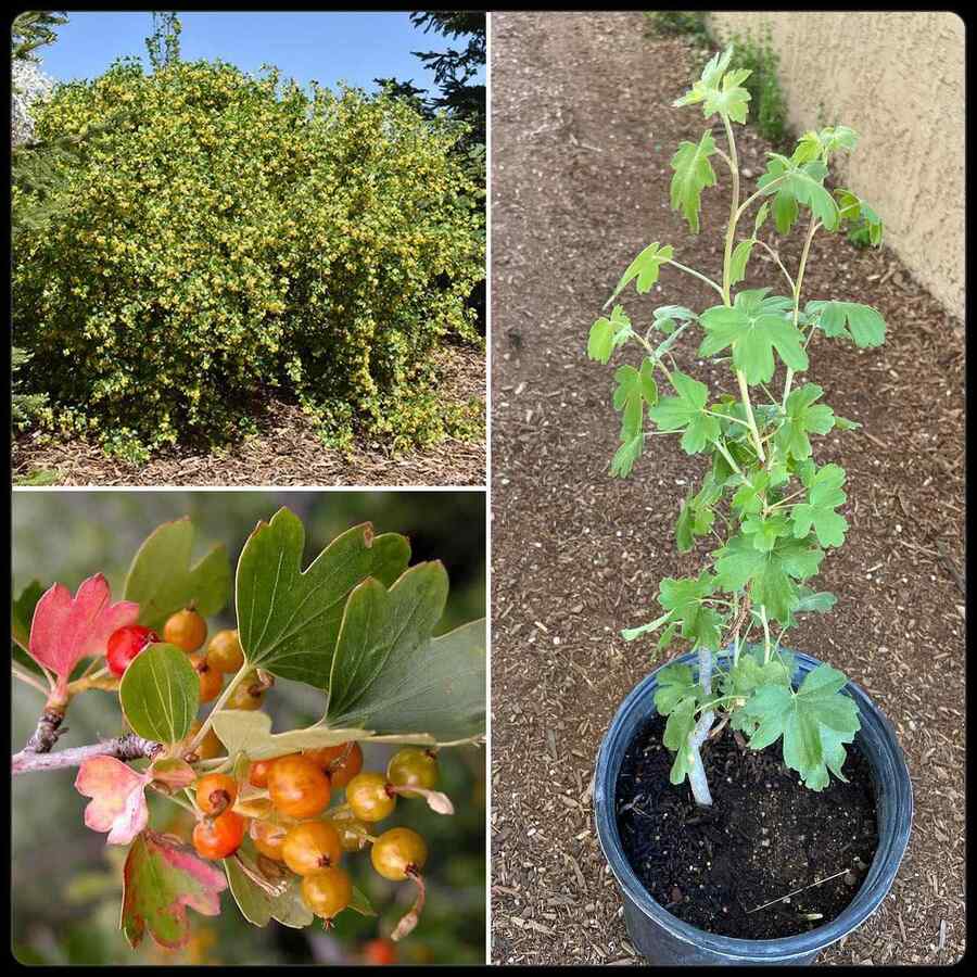 Golden Currant credit-spadefootnursery