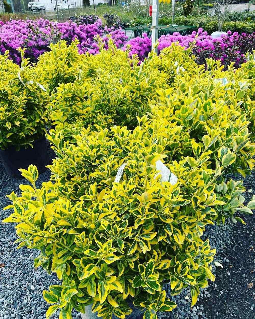 Golden Euonymus, credit-seoanegardencenter